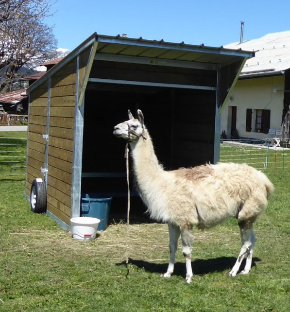 abri mobile pour abriter un lama en prairie.