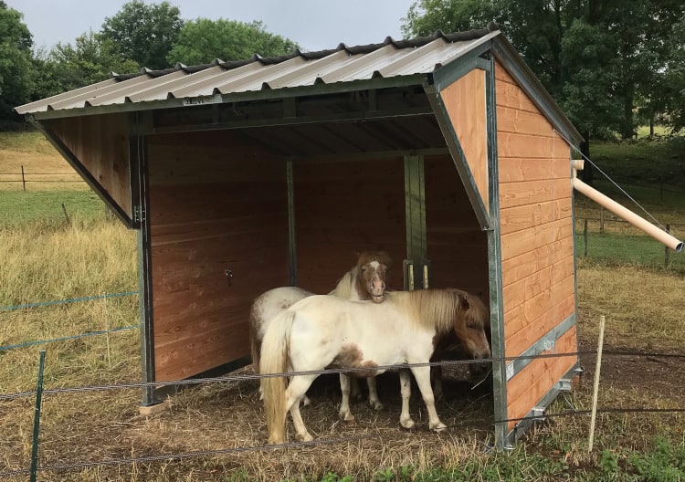 Pour un abri déplaçable pour ces deux poneys shetlands, c'est un abri mobile modèle Nomade taille M qui a été choisi.