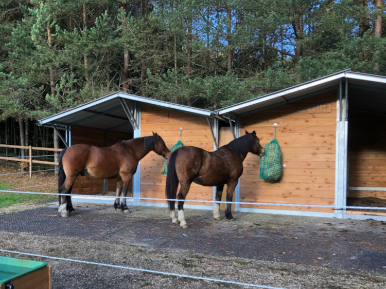 Deux chevaux mangent devant leurs abris mobiles sur mesure, deux Mobil-boxes sans portes avec une large ouverture en façade.