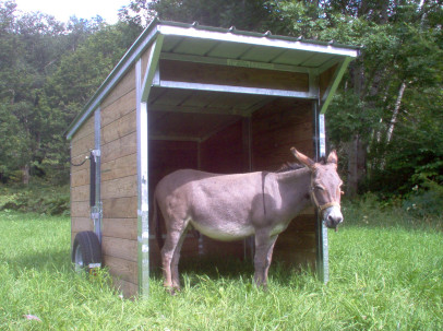 Un âne est dans un abri mobile miniature, le modèle Shetland.